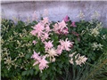 astilbe